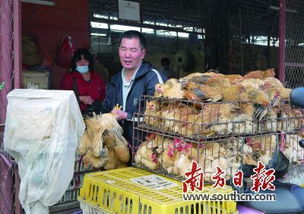 活禽禁售政策下的生鲜市场新格局