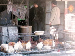 依法查处活禽售卖，筑牢公共卫生安全防线