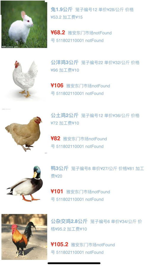 雨城活禽宰杀点全新开业 在线选鸡，安心享鲜