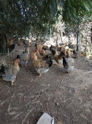 广州花都活禽市场动态 走地鸡每斤12元，生鲜水产品交易活跃