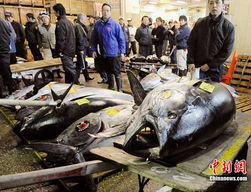 天价金枪鱼 日本鱼市3249万日元成交背后的生鲜水产品市场密码