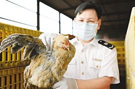 深圳供港活禽业务暂停，本地市场供应充足有序