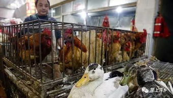 萍乡市民注意 活禽市场休市延期，生鲜水产品经营需关注最新动态