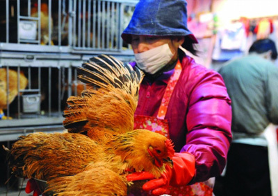 香港活禽管理 五次扑杀背后的防控权衡