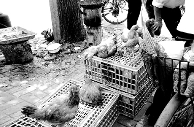 街市活禽交易 便捷与风险并存的民生百态