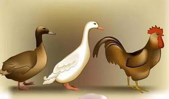 厦门出现H7N9禽流感病例，思明区紧急暂停活禽交易——民众应加强防护意识