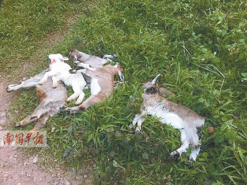 南宁活禽市场轮流休市消毒，生鲜水产品防疫成关键