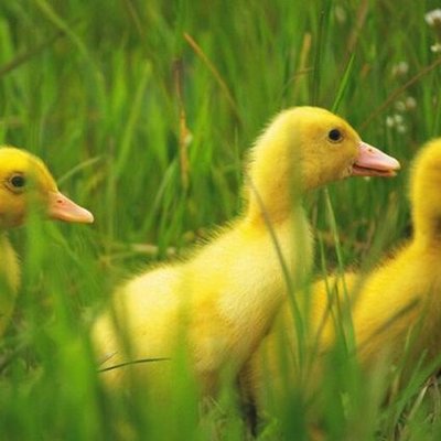 佛山顺德鸭苗与黄陂活禽批发市场 一站式活禽交易指南