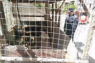 大兴城管开展专项行动 查扣千余只活禽防控禽流感