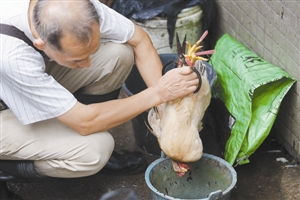 福田区全面禁止活禽交易，保障公共卫生安全