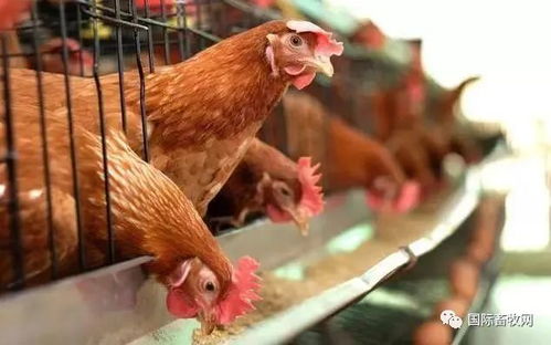 农贸市场活禽交易取消遇阻，经营户与生鲜水产品转型的矛盾与出路