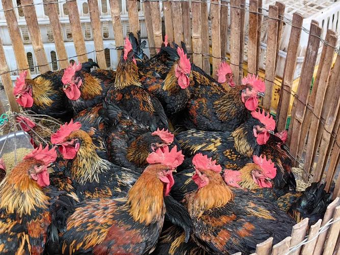 家禽与生鲜水产品市场 传统与现代的交融之路