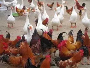 活禽市场临时休市通知 近日暂停活鸡活鸭销售，为期7天