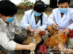活禽交易活跃地区H7N9流感风险高